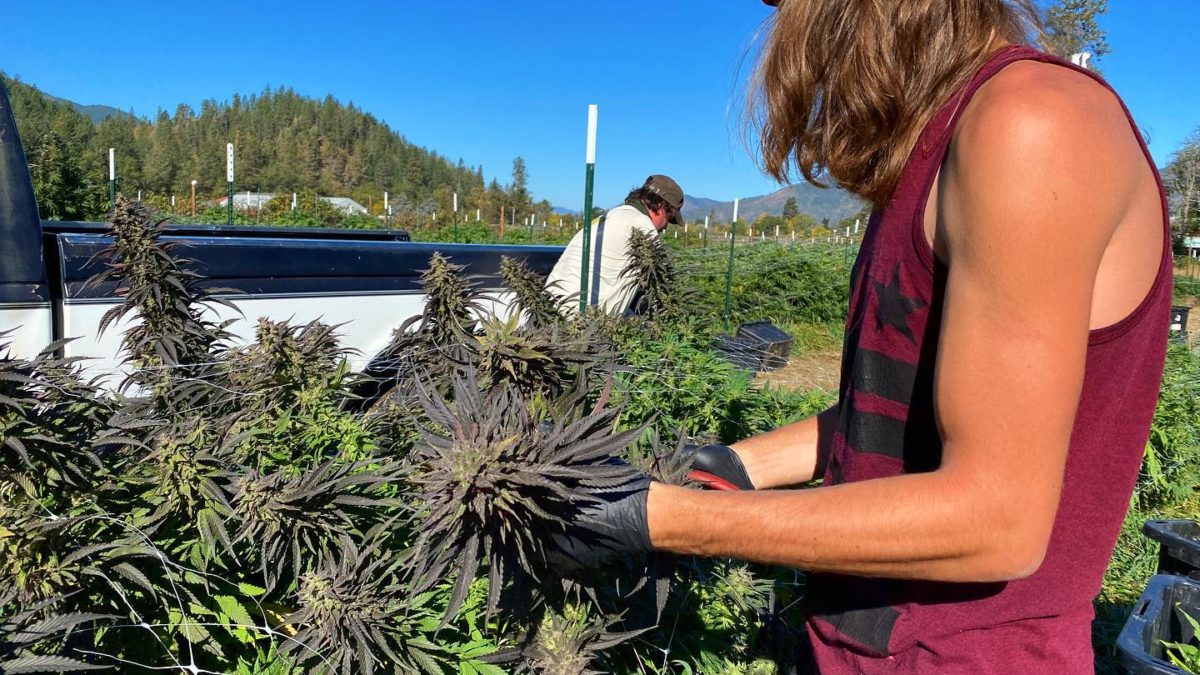 Herbington Farm – the Quintessential Southern Oregon Cannabis Cultivation